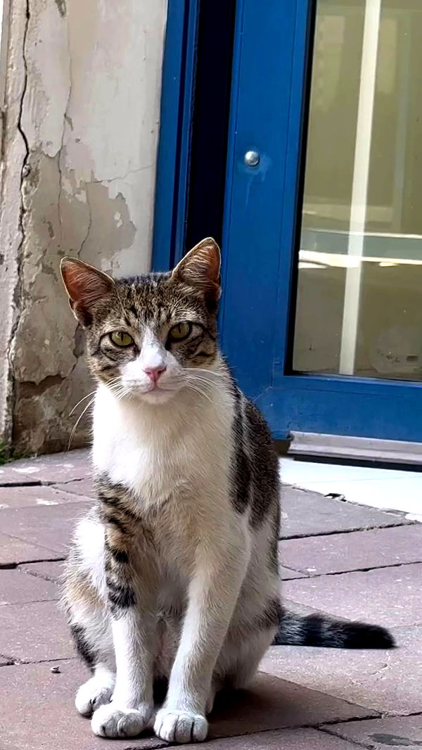 romy_ayalla_lavi archive video preview