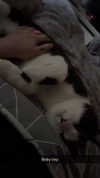 ratskelet0n Altpins Profile Picture