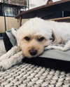 hadas_mayer_ Altpins Profile Picture