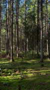 mollieruck Altpins Profile Picture