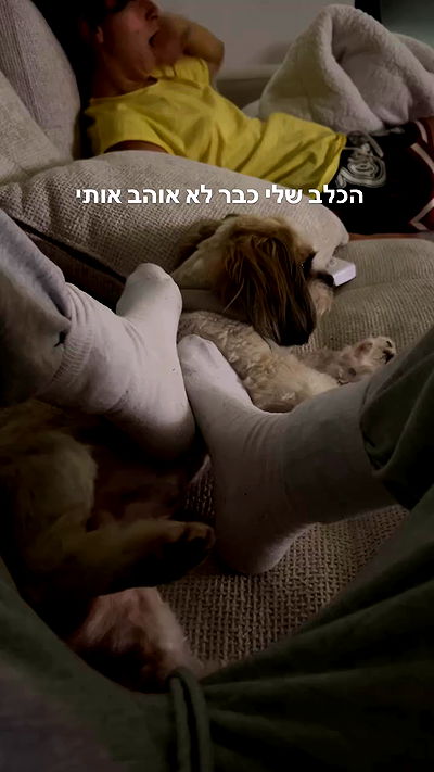 tuliprivet tuliprivet archive video