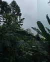 anaferflores Altpins Profile Picture