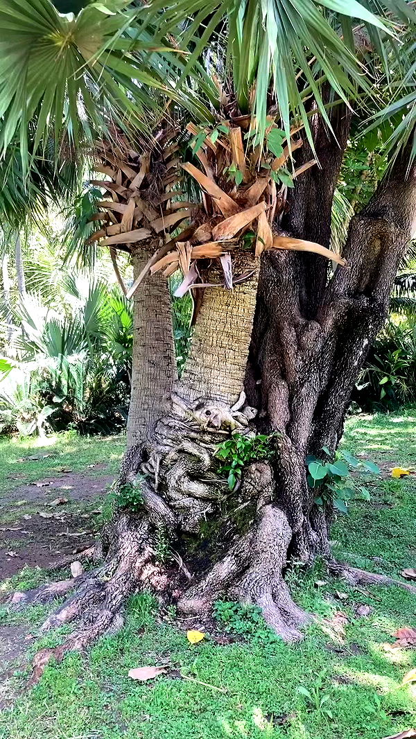 shanikaneko archive video preview