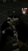 estr3iia Altpins Profile Picture