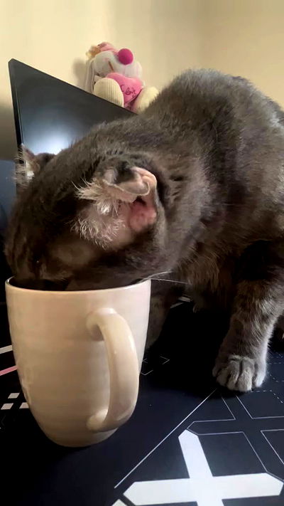 _wizardmidget_ _wizardmidget_ archive video