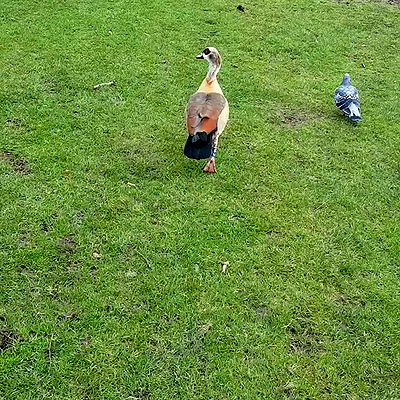 yam_adler yam_adler archive video