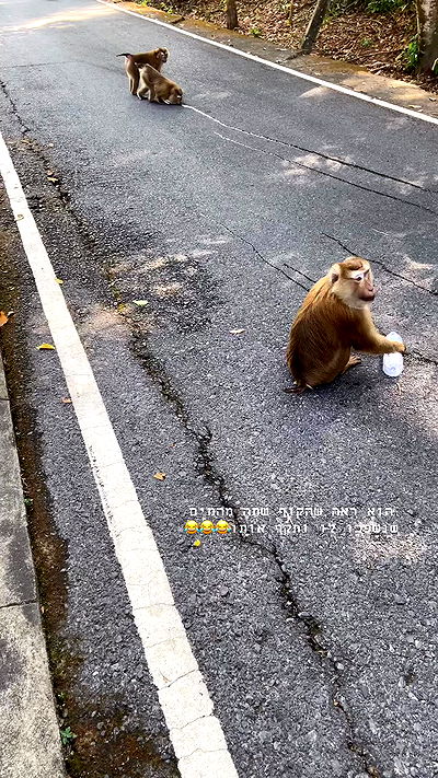 g.a.l.1.a g.a.l.1.a archive video