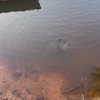 mittzaa_ Altpins Profile Picture