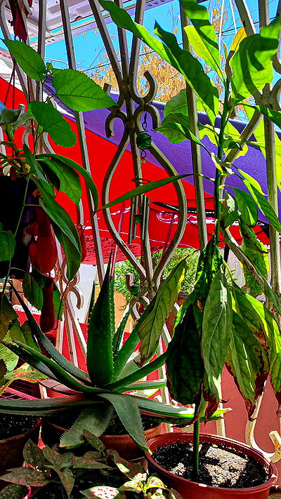 1justsabi 1justsabi archive video