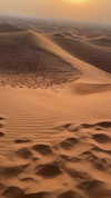shai_korenn Altpins Profile Picture