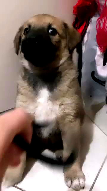 dustheadd archive video preview