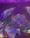 calyen Altpins Profile Picture