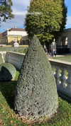 shirpolani Altpins Profile Picture