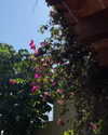 anaferflores Altpins Profile Picture
