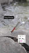 zz.eazoning Altpins Profile Picture