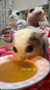karin_orhov Altpins Profile Picture