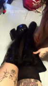hellowkitty4ever Altpins Profile Picture