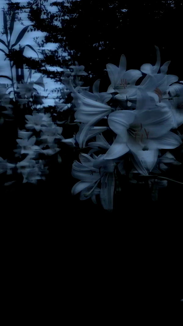 aekamee archive video preview