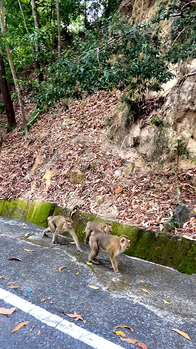 g.a.l.1.a g.a.l.1.a archive video