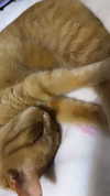 ashley.scarr Altpins Profile Picture
