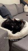 candy_balll Altpins Profile Picture