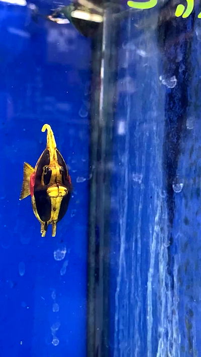 babynympho_archive babynympho_archive archive video