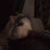 novahnovielli Altpins Profile Picture