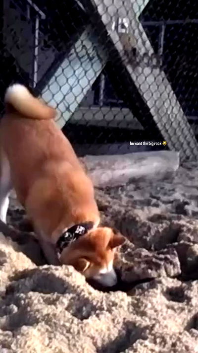 zommmbri zommmbri archive video