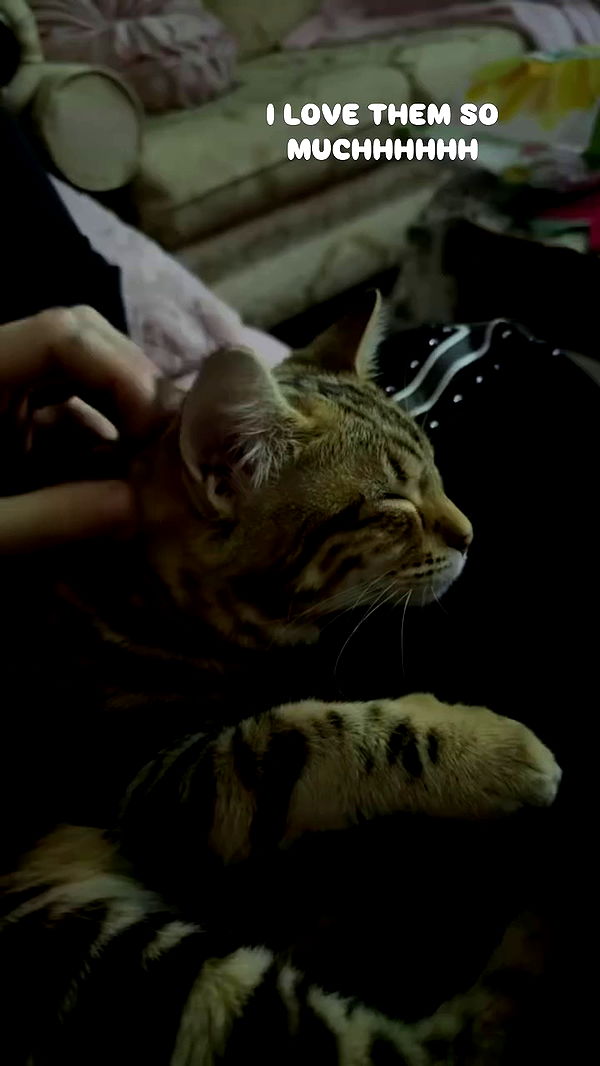 laurinchhhe archive video preview