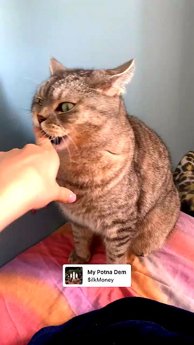 neomiconrad neomiconrad archive video