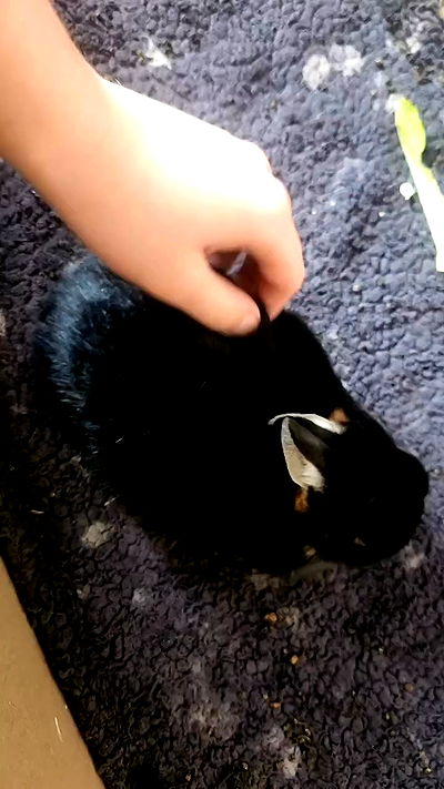 daniella_koosit daniella_koosit archive video