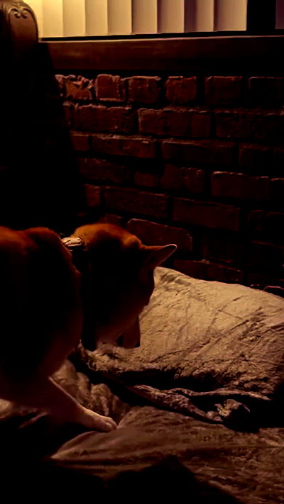 zommmbri zommmbri archive video