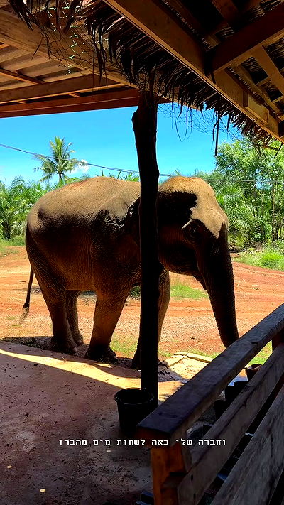 kesemgreenyer kesemgreenyer archive video