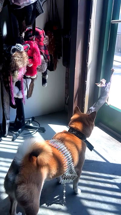 zommmbri zommmbri archive video