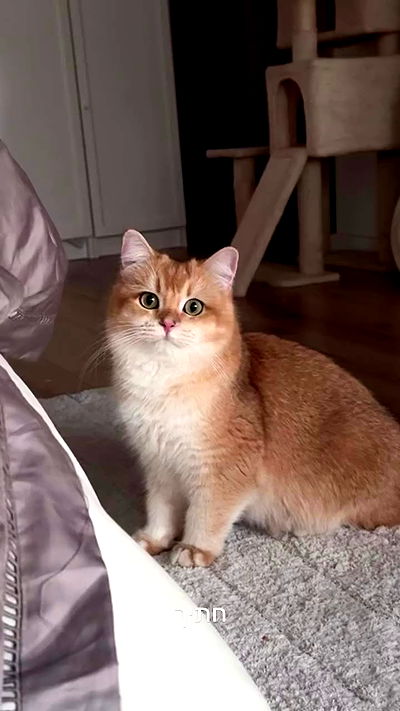 itsilanosh itsilanosh archive video