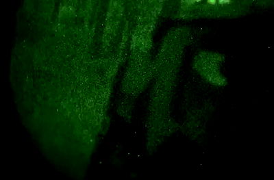 haylujan haylujan archive video