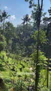 niisadurmaz Altpins Profile Picture