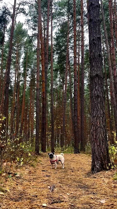 nyityam nyityam archive video