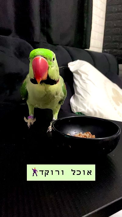 g.a.l.1.a g.a.l.1.a archive video