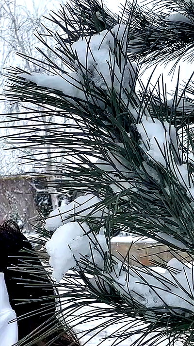 nevaaadaa nevaaadaa archive video