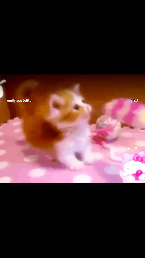 pawcalii archive video preview