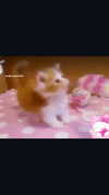 pawcalii Altpins Profile Picture