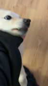 rinnibunnyy Altpins Profile Picture