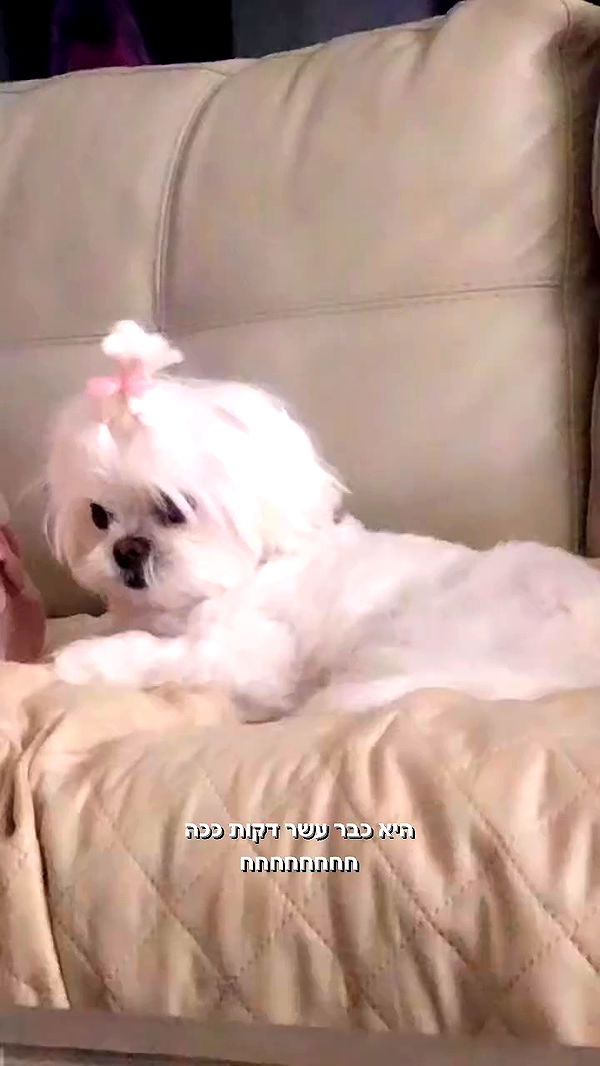 romy_ayalla_lavi archive video preview