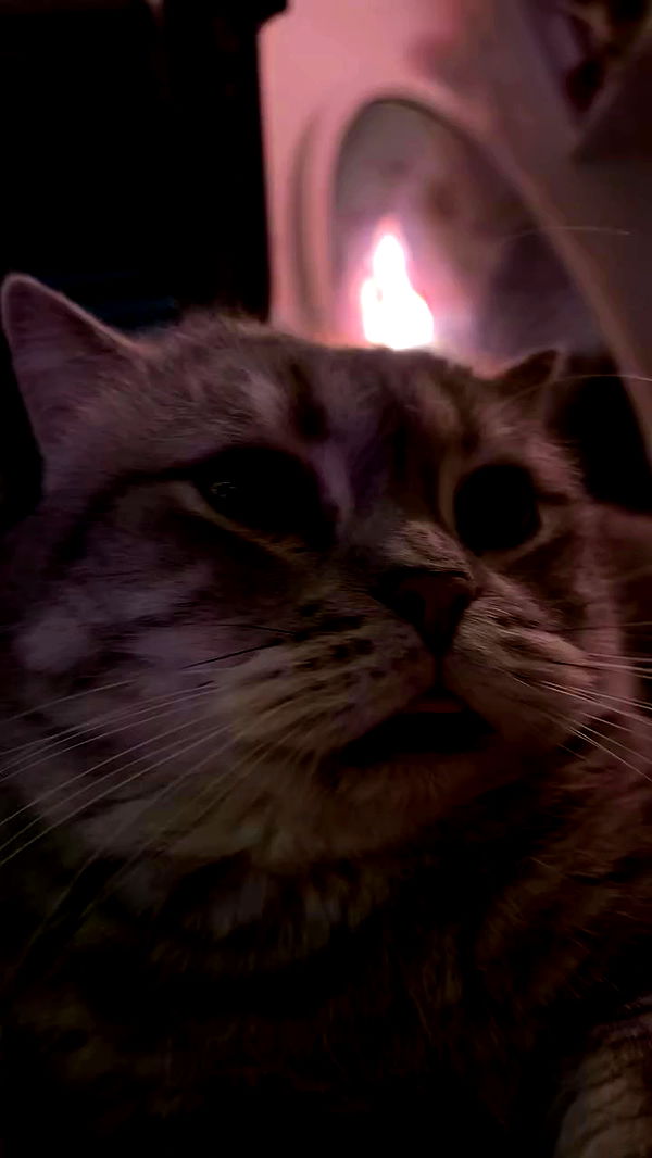 natahalieeee archive video preview