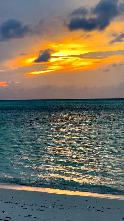 carolinezalog carolinezalog archive video