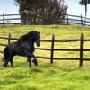 tooonytoony Altpins Profile Picture