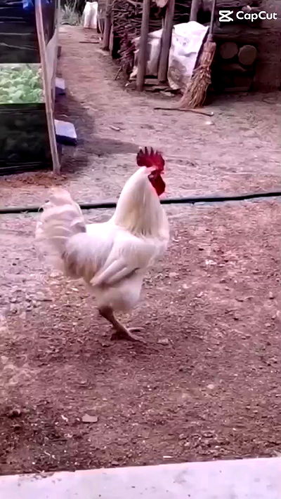 moonyyyya moonyyyya archive video