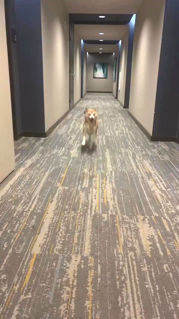 zommmbri archive video preview