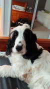 elena_stain Altpins Profile Picture